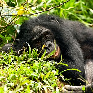 Bilder Benny - Allein im Wald