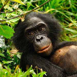 Bilder Benny - Allein im Wald
