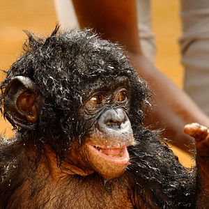 Bilder Benny - Allein im Wald