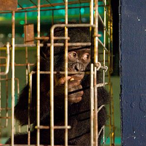 Bilder Benny - Allein im Wald