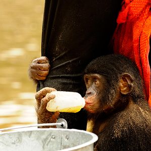 Bilder Benny - Allein im Wald