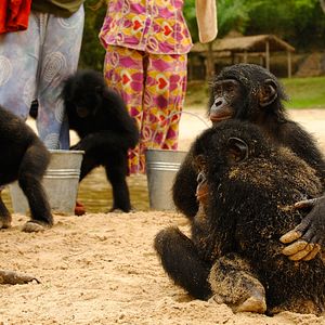 Bilder Benny - Allein im Wald