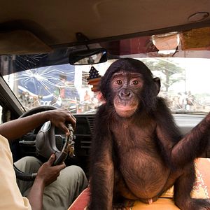 Bilder Benny - Allein im Wald