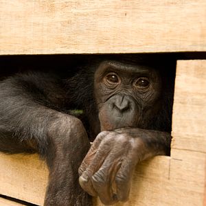 Bilder Benny - Allein im Wald