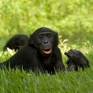 Bilder Benny - Allein im Wald