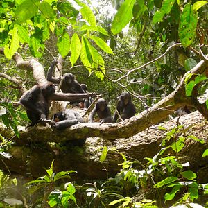 Bilder Benny - Allein im Wald