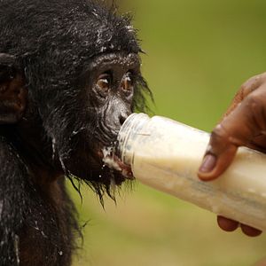Bilder Benny - Allein im Wald