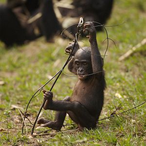 Bilder Benny - Allein im Wald