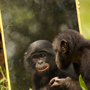 Bilder Benny - Allein im Wald