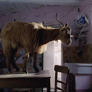 Bilder Michelangelo Frammartino