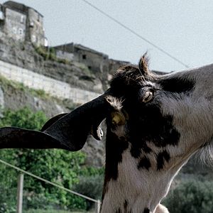 Bilder Michelangelo Frammartino