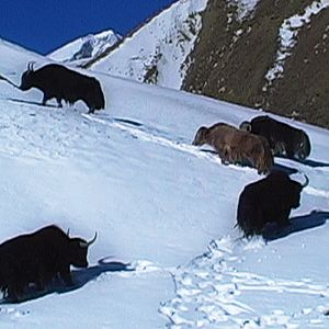 Bilder Journey from Zanskar