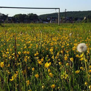 Bilder Hoffenheim - Das Leben ist kein Heimspiel