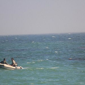 Bilder Mega Shark vs Crocosaurus