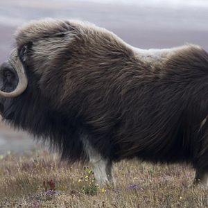 Bilder Russland - Im Reich der Tiger, Bären und Vulkane