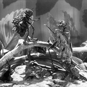 Bilder Ladislas Starewitch