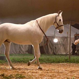 Bilder Wasser für die Elefanten