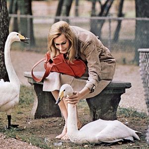 Bilder Nur Fliegen ist schöner