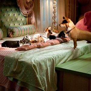 Bilder Beverly Hills Chihuahua 2