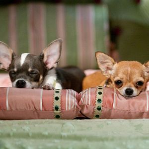 Bilder Beverly Hills Chihuahua 2
