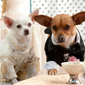 Bilder Beverly Hills Chihuahua 2