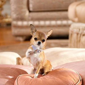 Bilder Beverly Hills Chihuahua 2