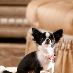 Bilder Beverly Hills Chihuahua 2