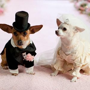 Bilder Beverly Hills Chihuahua 2
