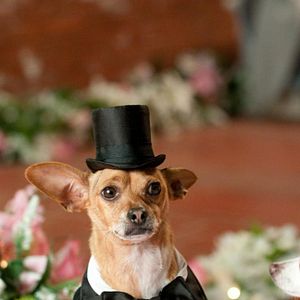 Bilder Beverly Hills Chihuahua 2