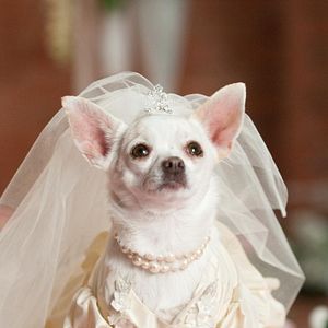 Bilder Beverly Hills Chihuahua 2