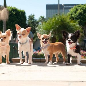 Bilder Beverly Hills Chihuahua 2