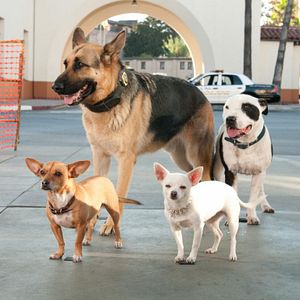 Bilder Beverly Hills Chihuahua 2