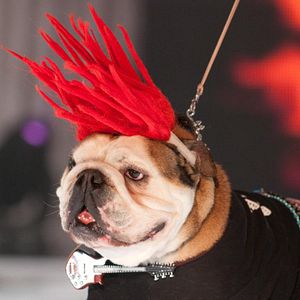 Bilder Beverly Hills Chihuahua 2