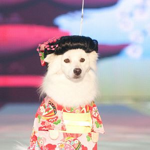 Bilder Beverly Hills Chihuahua 2