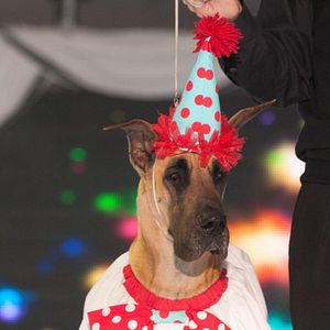 Bilder Beverly Hills Chihuahua 2