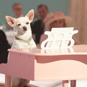 Bilder Beverly Hills Chihuahua 2