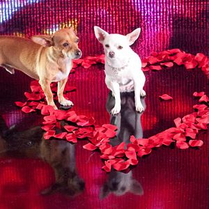 Bilder Beverly Hills Chihuahua 2