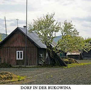 Bilder Katharina Schubert (II)