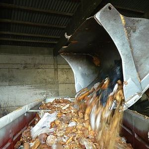 Bilder Frisch auf den Müll