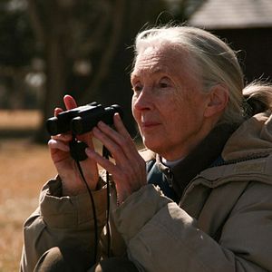 Bilder Jane's Journey - Die Lebensreise der Jane Goodall