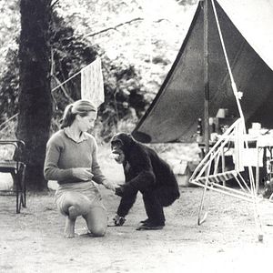 Bilder Jane's Journey - Die Lebensreise der Jane Goodall