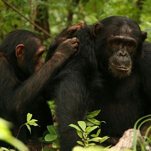 Bilder Jane's Journey - Die Lebensreise der Jane Goodall