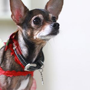 Bilder Kolpacino Bomba