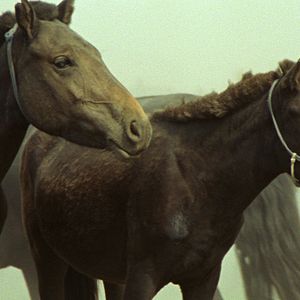 Bilder Das Lied von den zwei Pferden