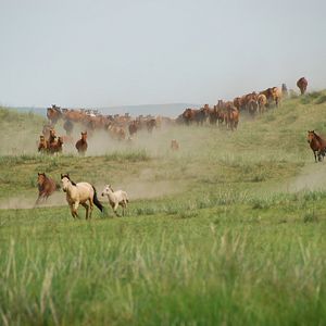 Bilder Das Lied von den zwei Pferden
