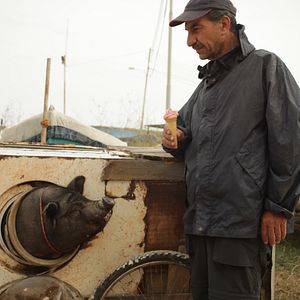 Bilder Das Schwein von Gaza