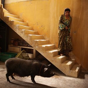 Bilder Das Schwein von Gaza