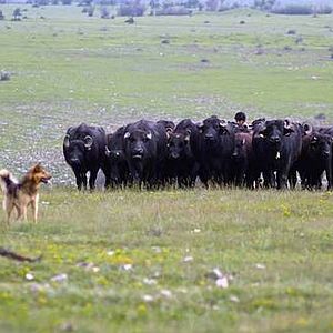 Bilder Christmas Tree Upside Down