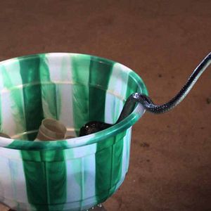 Bilder Le Songe de Poliphile