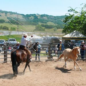 Bilder Buck - Der wahre Pferdeflüsterer